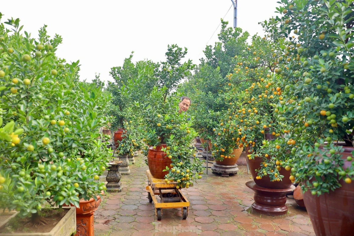 Farmers must carefully take care of each tree in order to ensure they grow out straight and appealingly.