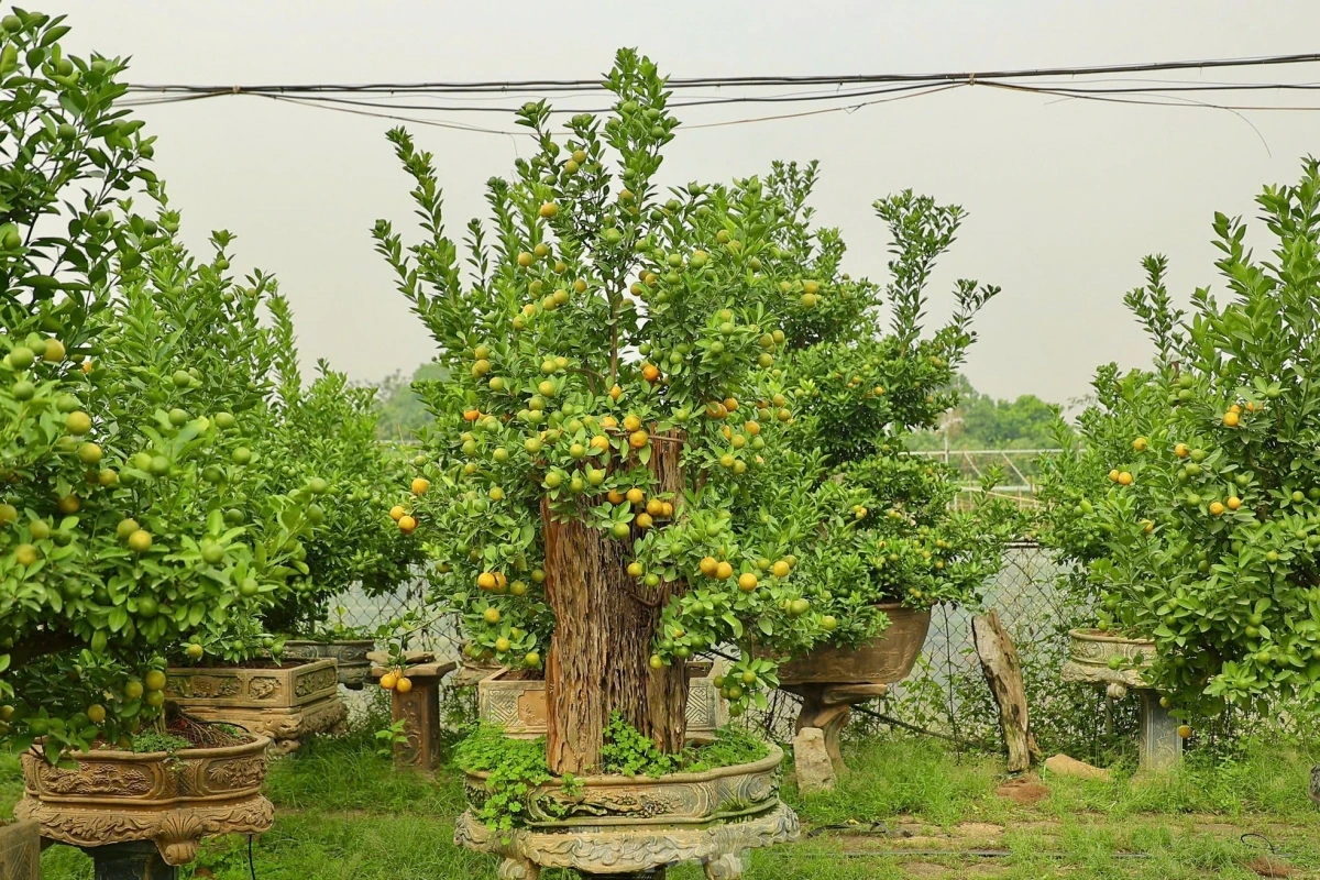 Gardeners based in Tu Lien village have already received many orders ahead of Lunar New Year.