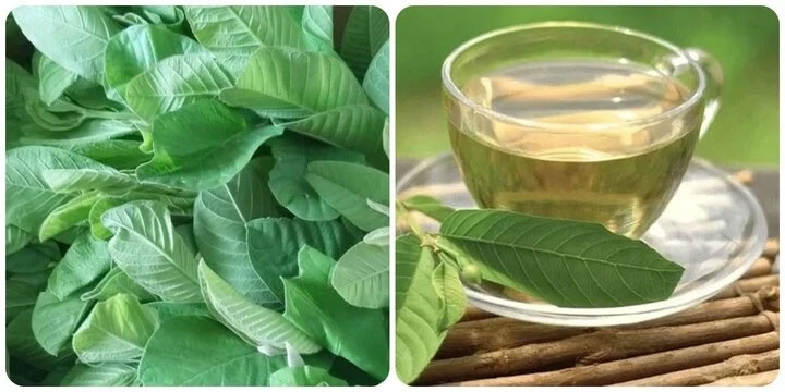 Trà lá ổi rất tốt cho sức khoẻ