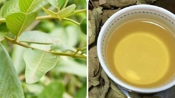 Uống nước lá ổi hàng ngày có tác dụng gì là băn khoăn của nhiều người.