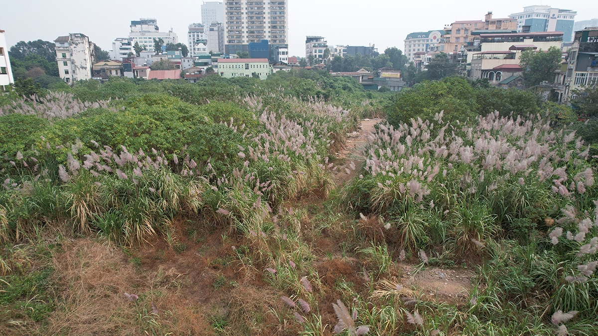 Ghi nhận, hiện trạng khu đất 94 Lò Đúc cỏ lau cao lút đầu người.