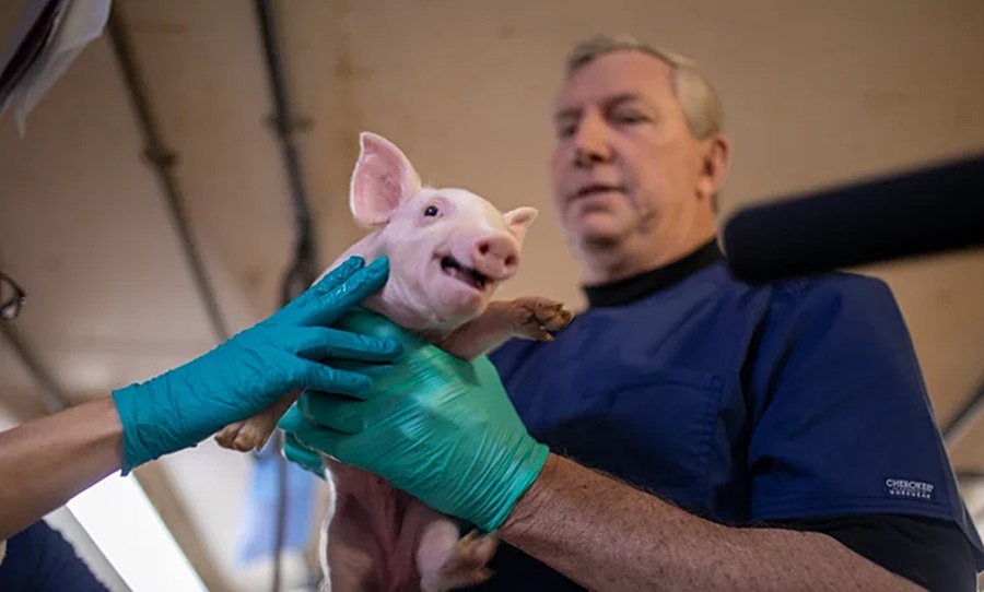 Ông David Ayares và lợn biến đổi gen phục vụ y học. Ảnh: NPR.