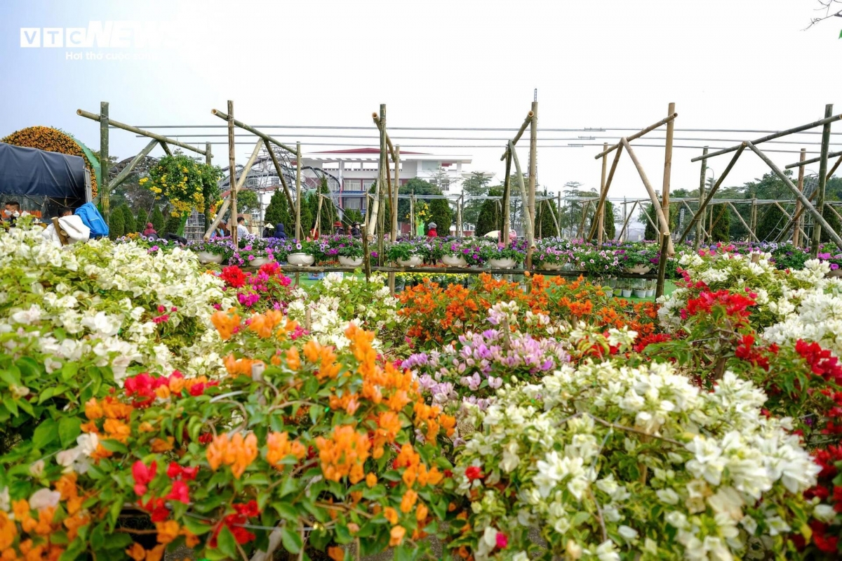 Me Linh flower village is famous for having grown a variety of flowers for decades. The village now provides fresh flowers for the capital and other neighbouring northern localities.