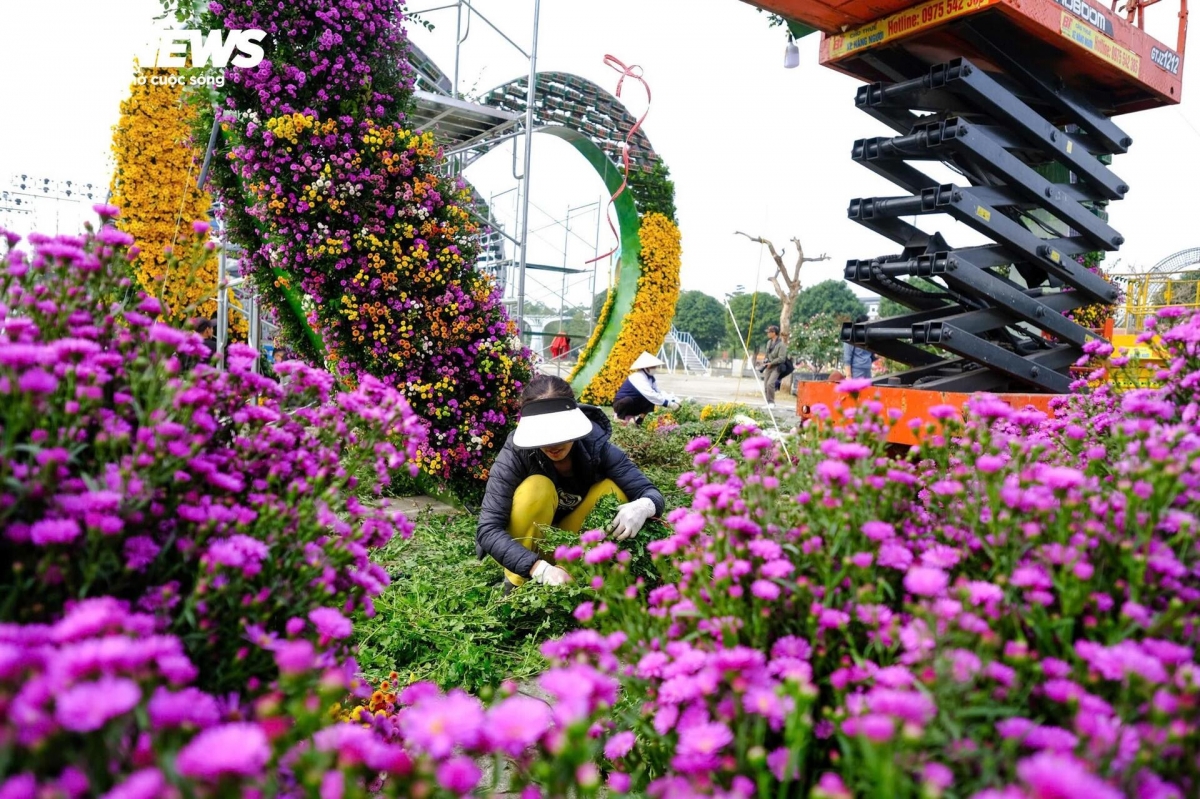 Local gardeners give special care to flowers that should come into full bloom on time for the flower festival.