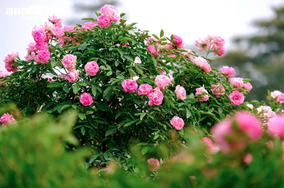 Many types of flowers are blooming in preparation for the festival.