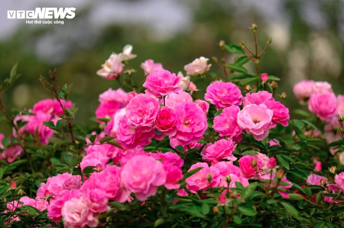 Dubbed as the capital of roses in Hanoi, Me Linh district will host the second mass scale event in the northern region of Vietnam.