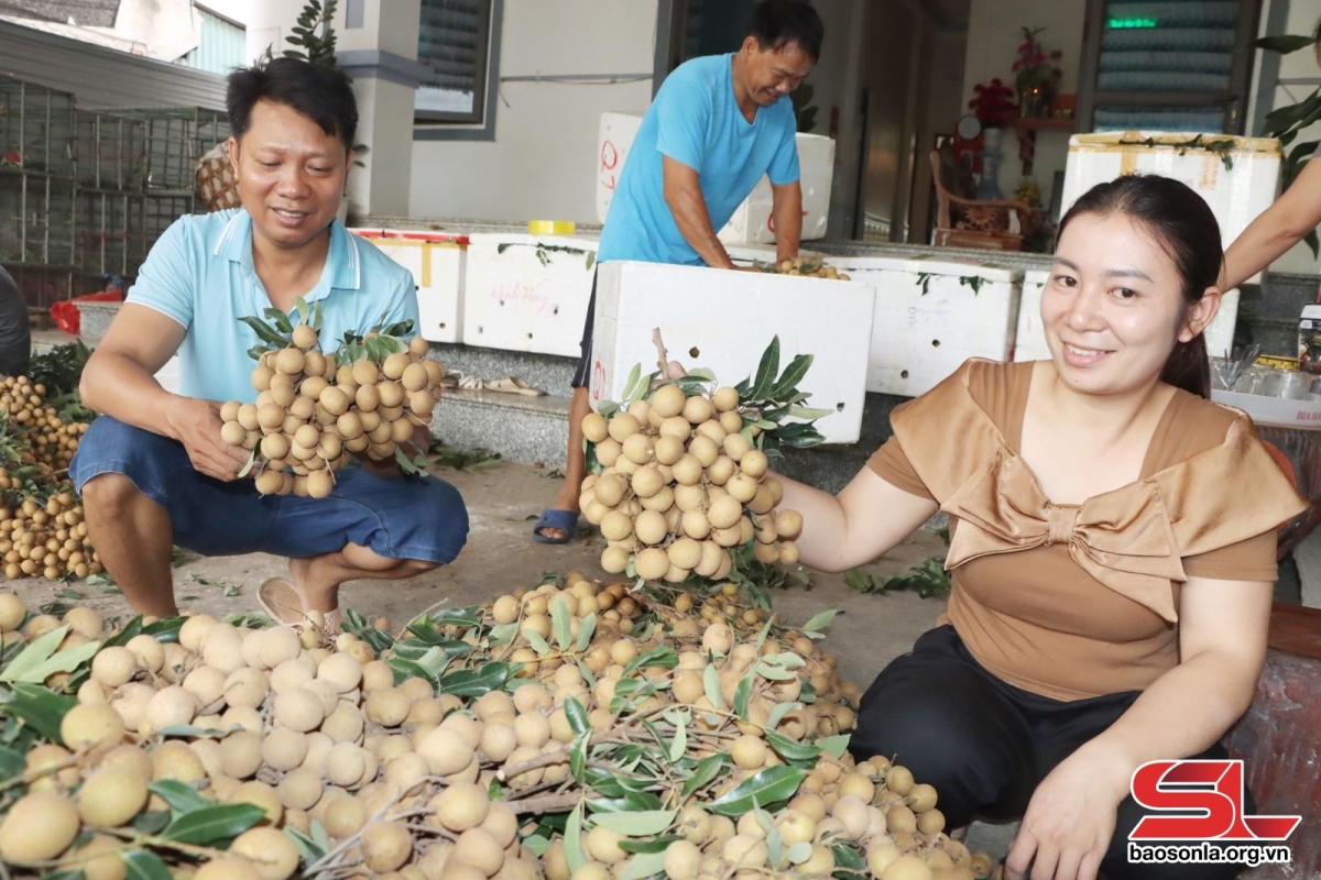 Nhân dân xã Chiềng Khương thu hoạch nhãn chín sớm.