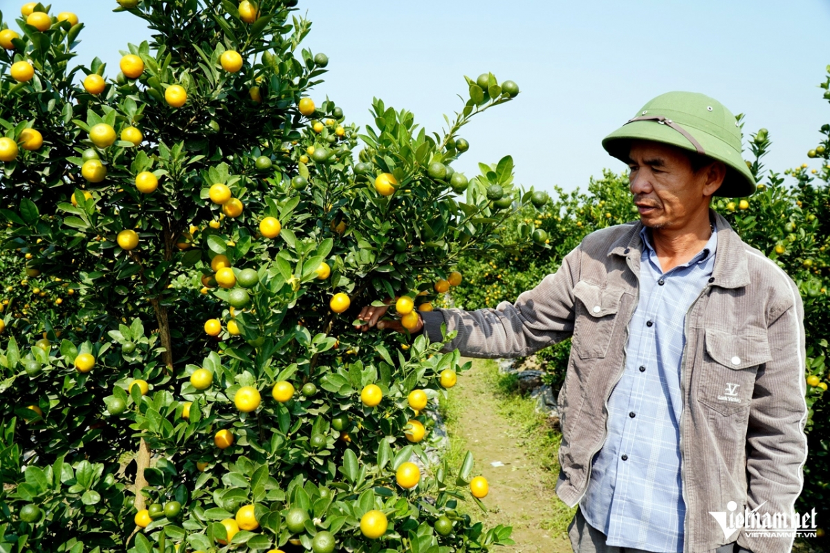 Ông Tuấn phấn khởi vì năm nay thương lái đã mua quất từ rất sớm - Ảnh: Lê Dương