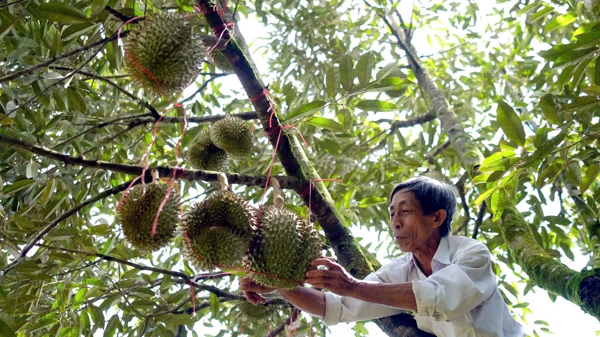 Sầu riêng có giá trị xuất khẩu cao - Ảnh: M.V