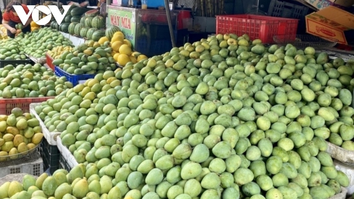 Xoài Sơn La xuất khẩu đạt giá trị gần 10 triệu USD trong năm 2024