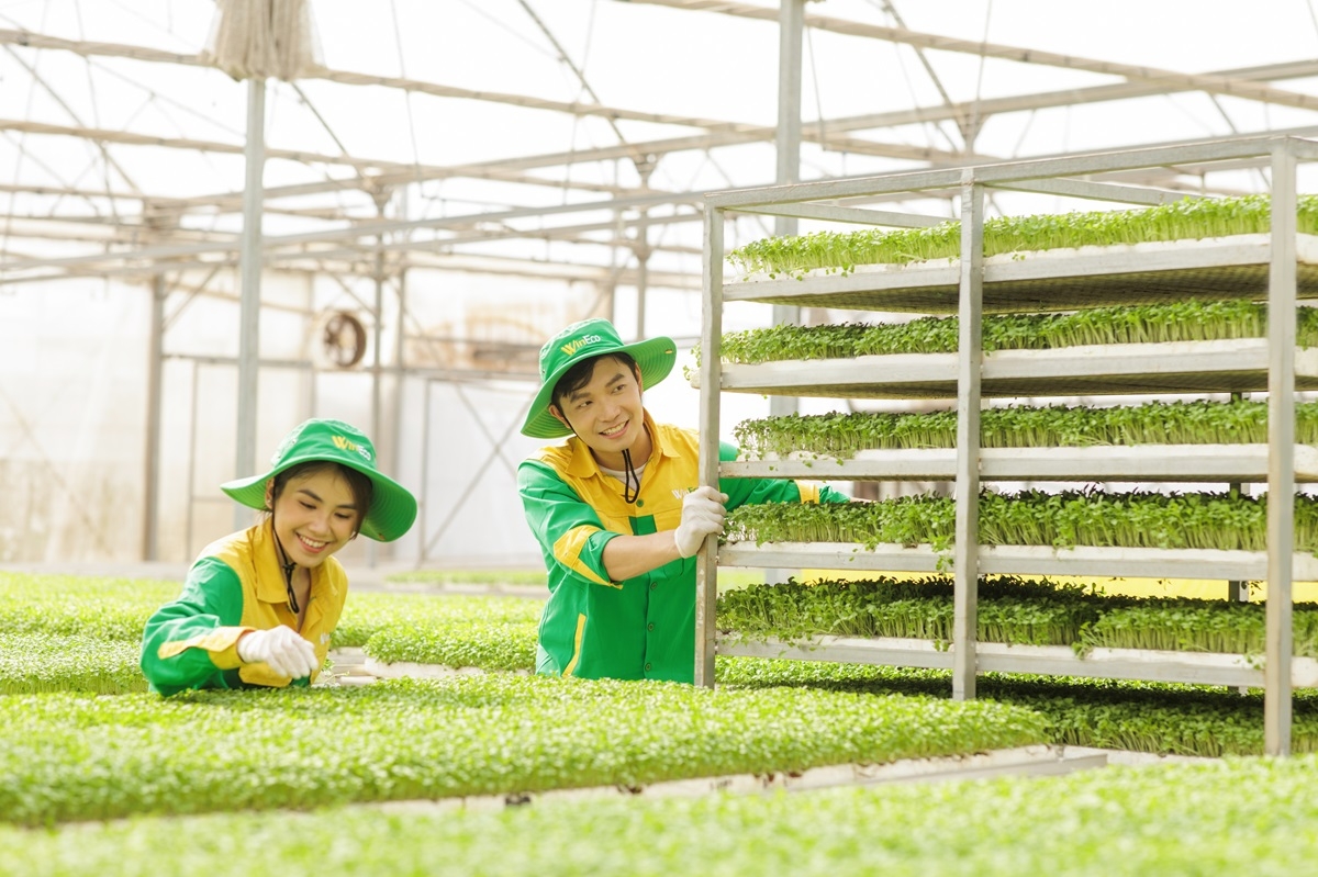 Các công nhân tại WinEco đang tất bật thu hoạch những luống rau mầm xanh ươm sau quá trình vun trồng với quy trình nghiêm ngặt “3 kiểm soát - 4 không” từ nông trường công nghệ cao - Ảnh H.Q