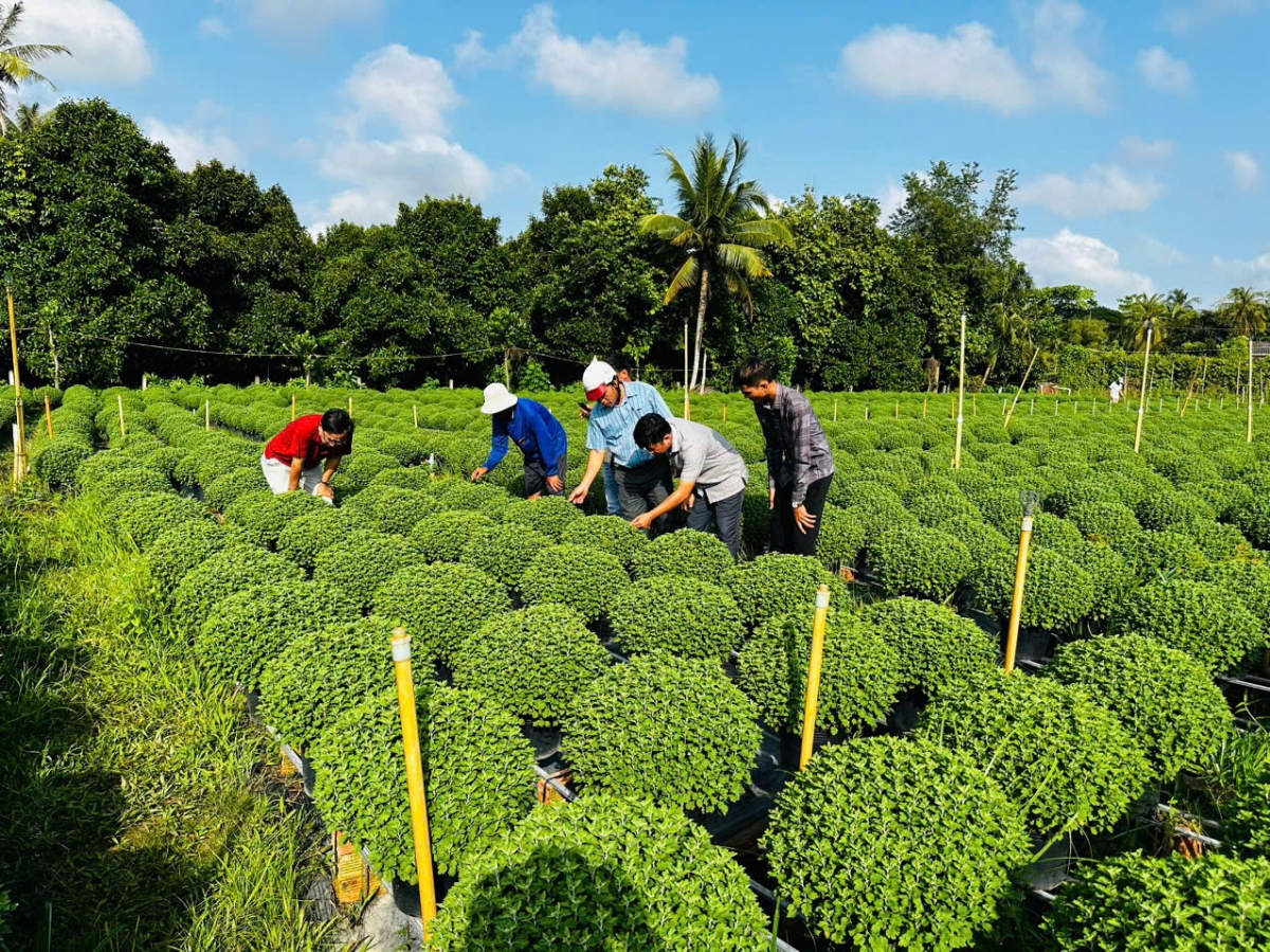 Ngành chuyên môn đến khảo sát, tìm ra nguyên nhân và biện pháp hỗ trợ nông dân xử lý cho cây ra hoa đúng tết cổ truyền