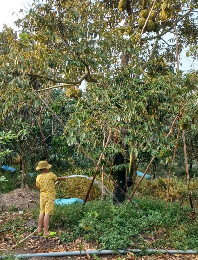 Vườn cây sầu riêng giai đoạn cho trái, giá rất cao nên nhà vườn quyết tâm ứng phó với khô hạn để có mùa bội thu