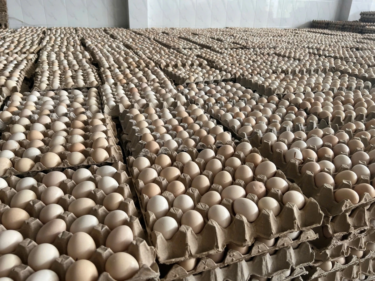 Trứng gà các loại đang rớt giá thê thảm nhất