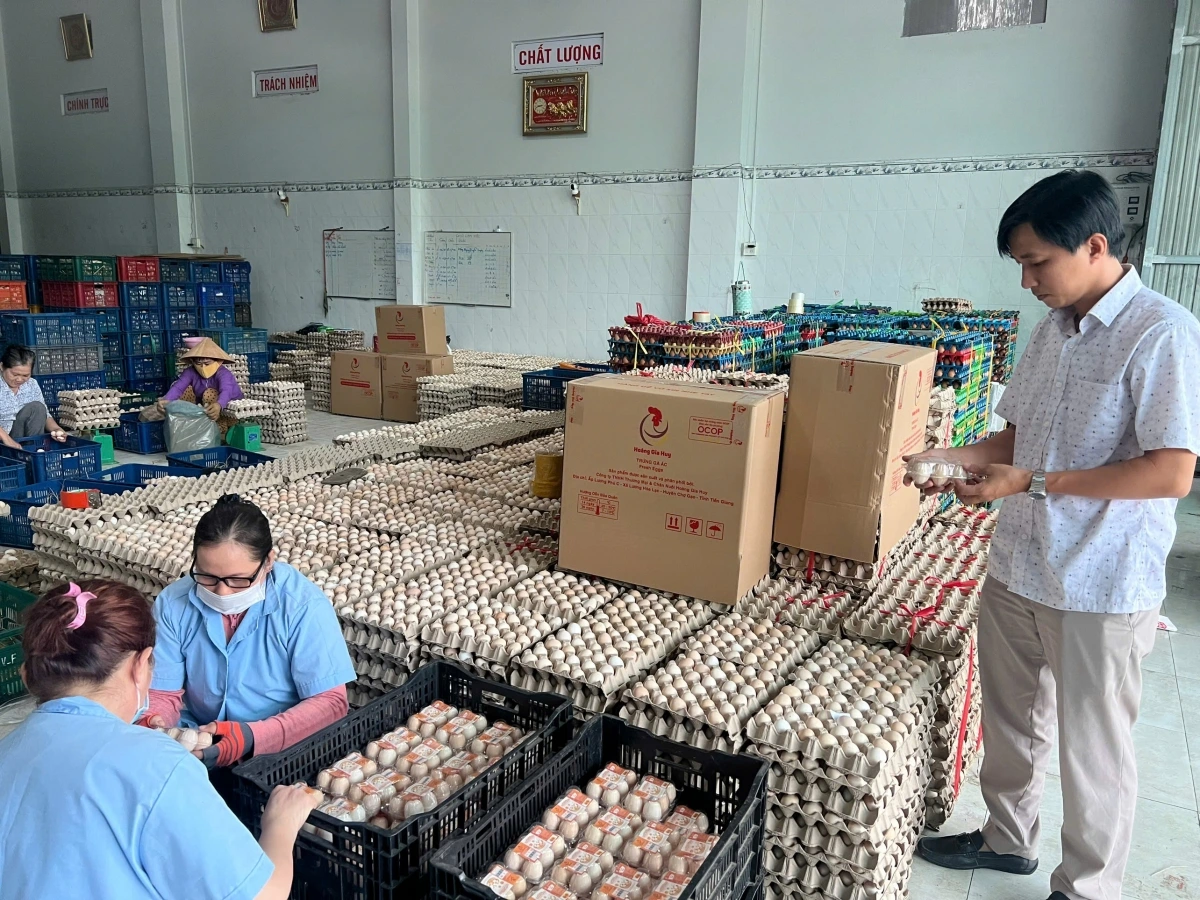 Doanh nghiệp kinh doanh trứng gà cũng đang gặp khó khăn do thị trường tiêu thụ chậm