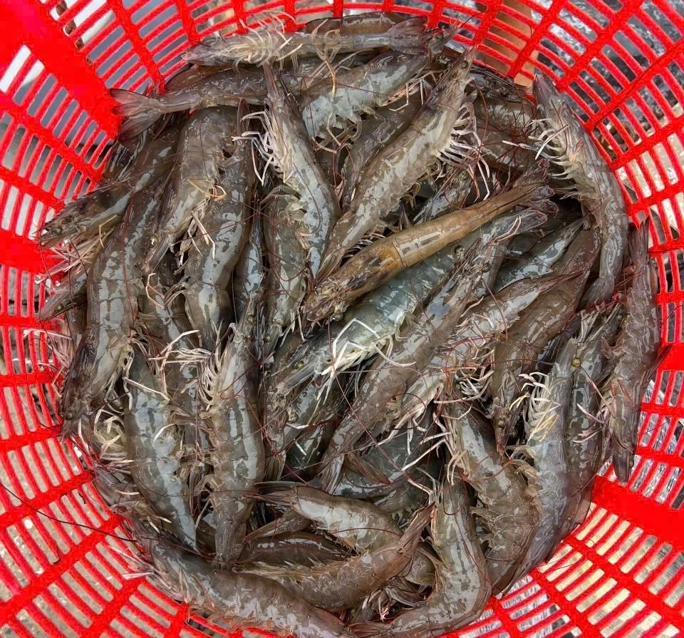 Tôm thẻ  size 30 con/kg, ngư dân bán thu lãi hơn 100 nghìn đồng/kg.
