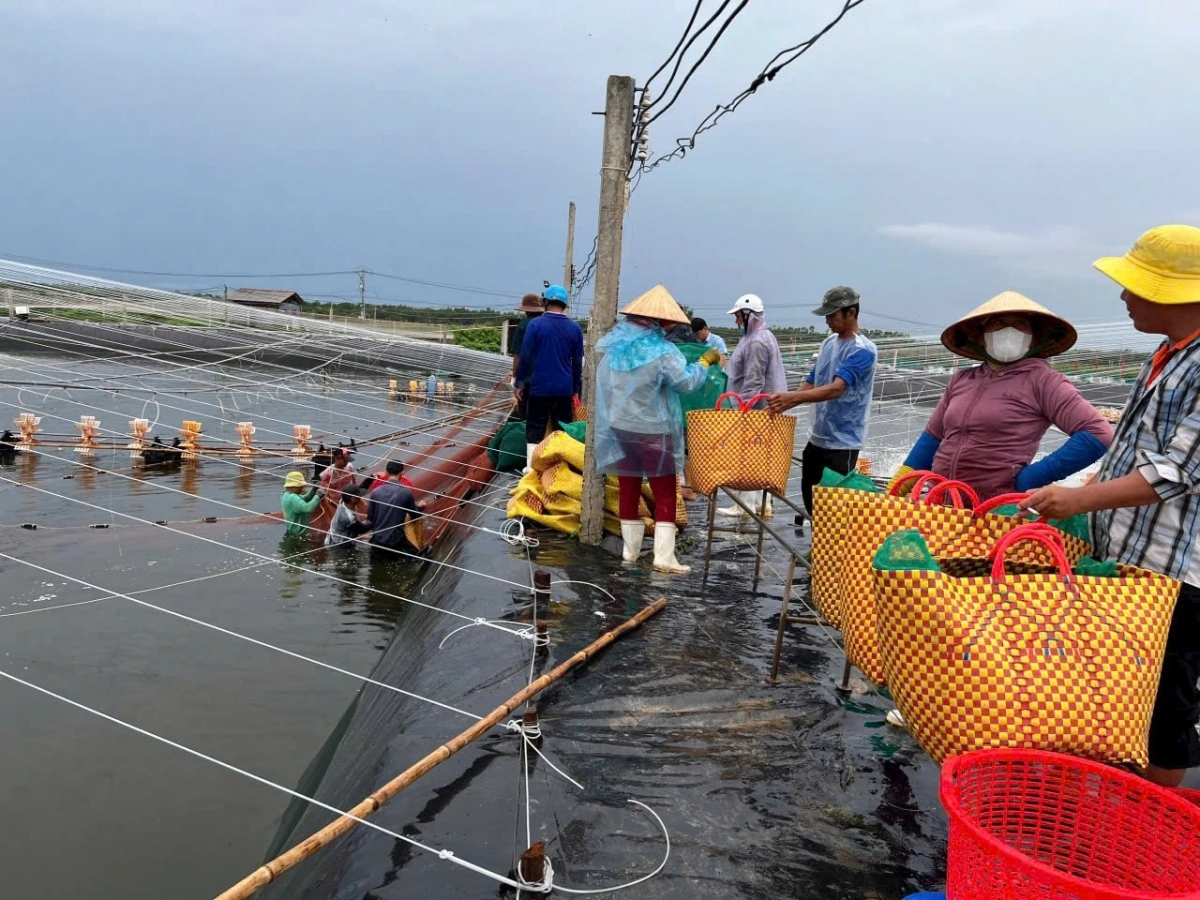 Nông dân tỉnh Tiền Giang khẩn trương thu hoạch ao tôm với niềm vui trúng giá
 