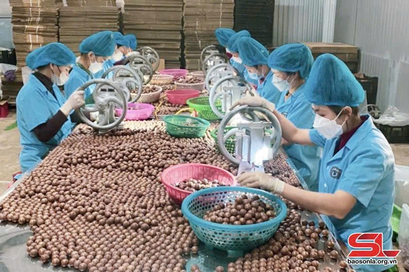 Thành viên HTX Đạt Thủy, xã Cò Nòi, huyện Mai Sơn, chế biến quả mắc ca.