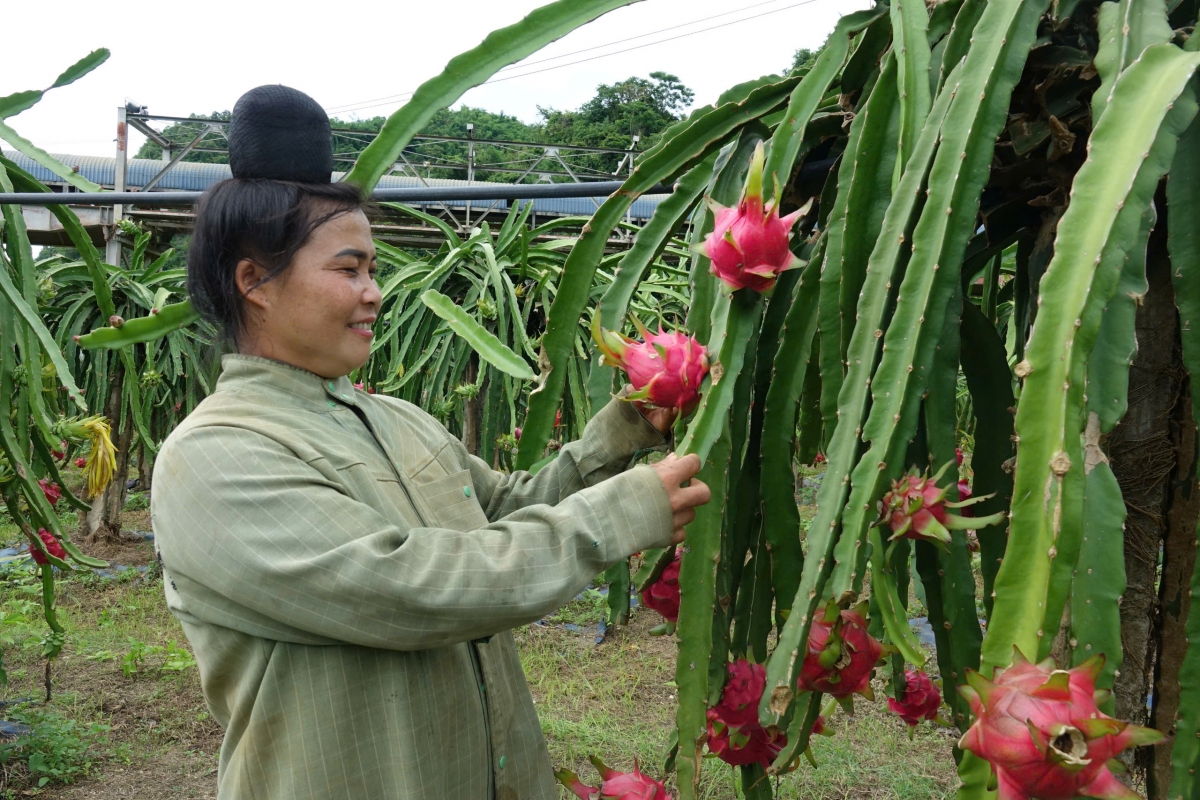 Nông dân xã Nà Bó, huyện Mai Sơn trồng, chăm sóc thanh long theo hướng hữu cơ.