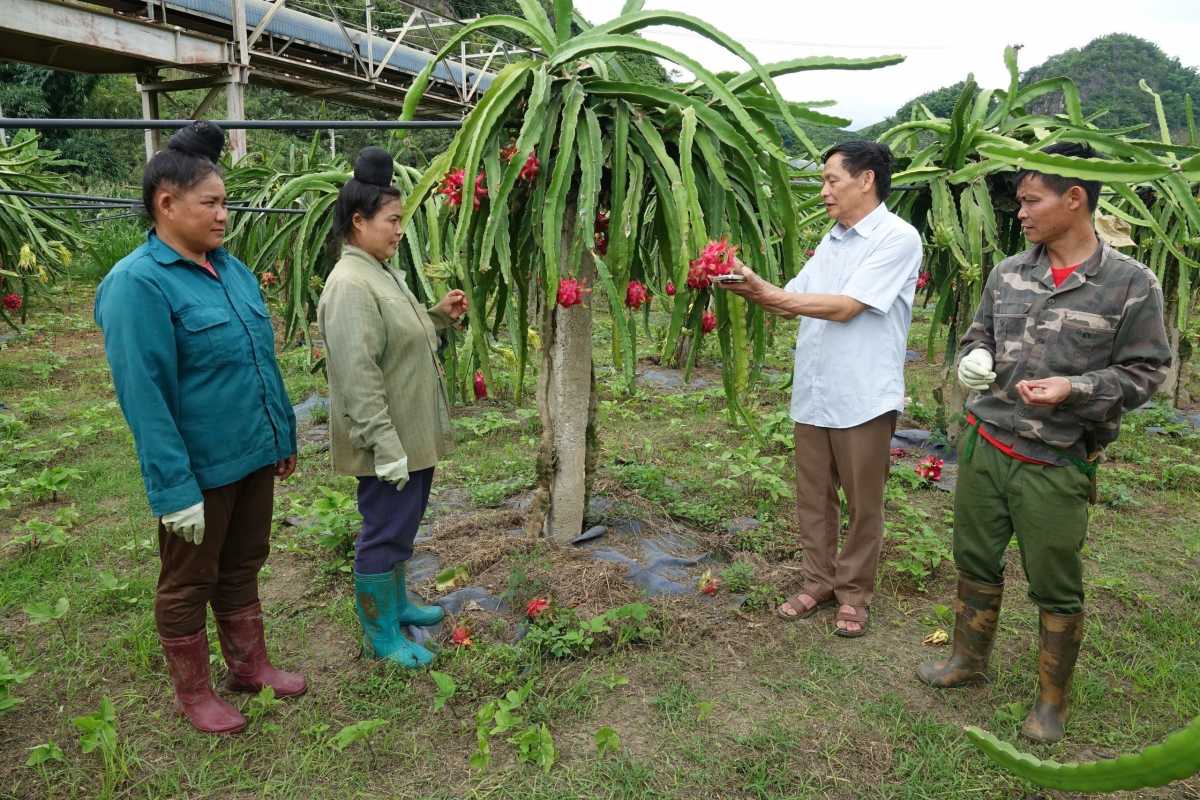 HTX Dịch vụ nông nghiệp Ngọc Hoàng hướng dẫn các hộ trồng thanh long cách thu hái thanh long phục vụ xuất khẩu.