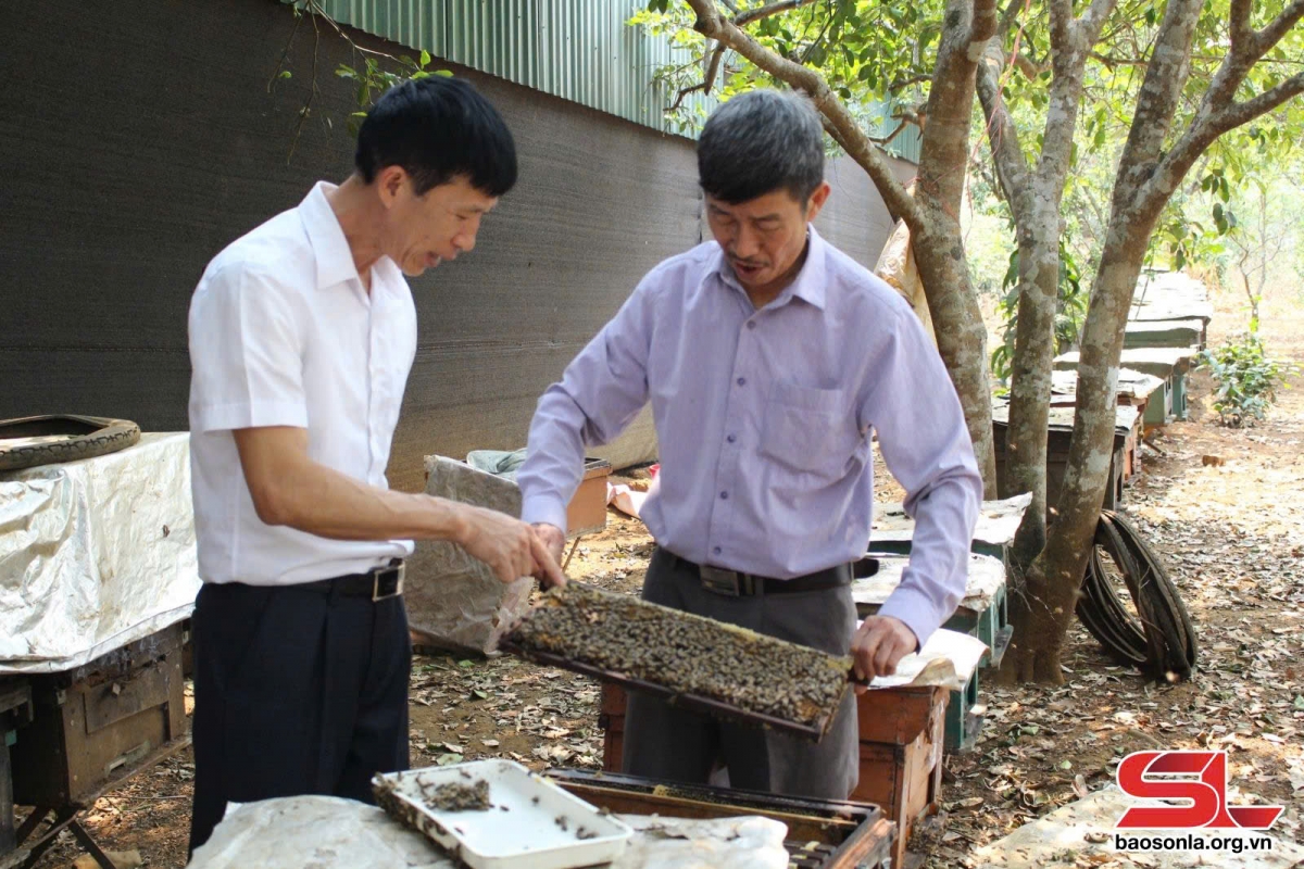 Đàn ong của thành viên HTX Ong Phổng Lái.