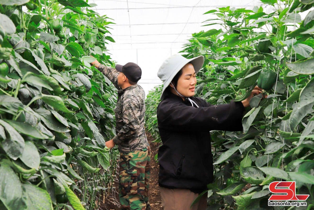 HTX hữu cơ Mộc Vân Trang trồng ranh xanh trong nhà kính.