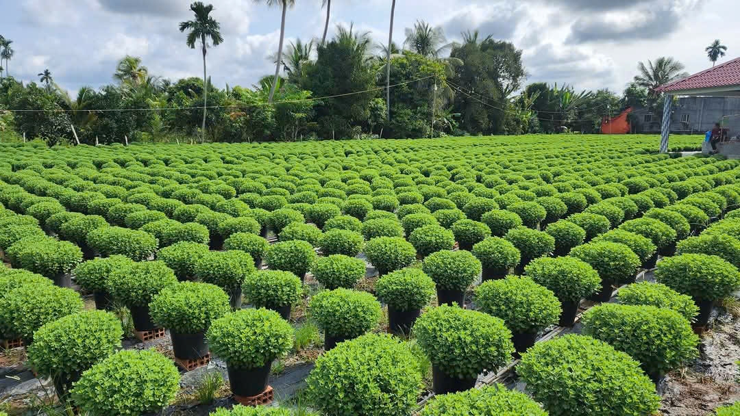 Nhiều ruộng hoa cúc mâm xôi ở huyện Chợ Lách, tỉnh Bến Tre có nguy cơ ra hoa chậm