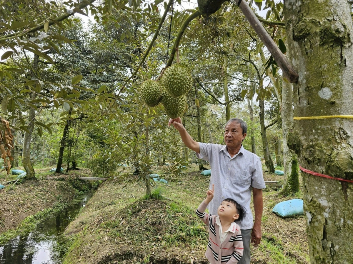 Vườn sầu riêng thất mùa là nguyên nhân dẫn đến thị trường trầm lắng