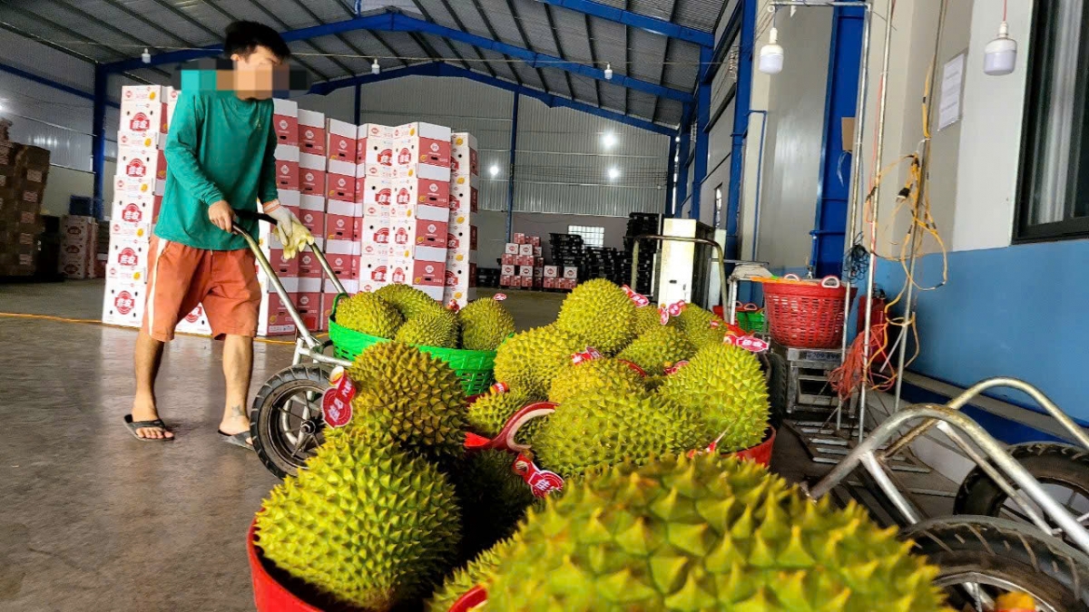Thị trường kinh doanh trái sầu riêng tại tỉnh Tiền Giang không sôi động như trước đây
