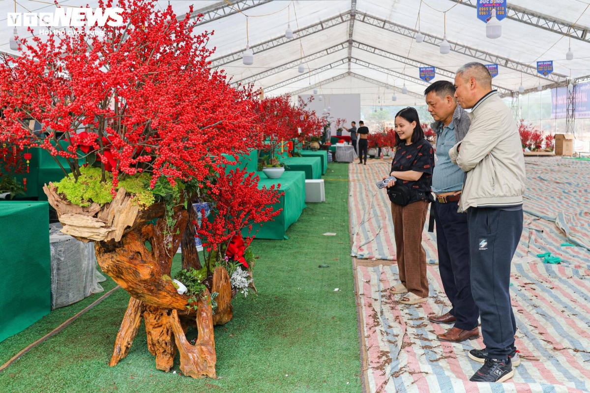 Nhiều khách hàng thích thú ngắm loại cây độc lạ dành cho giới nhà giàu trong dịp Tết năm nay.