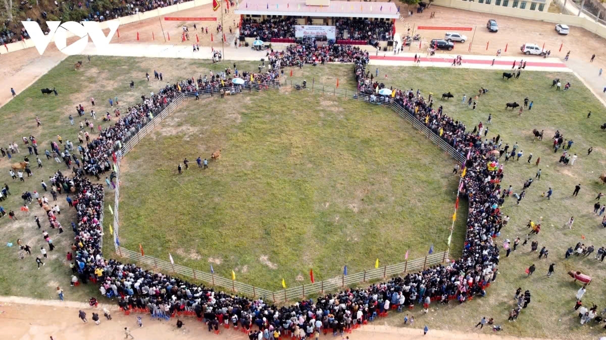 This year’s competition features 74 bulls from various communes in the district and neighbouring areas, drawing tens of thousands of spectators.