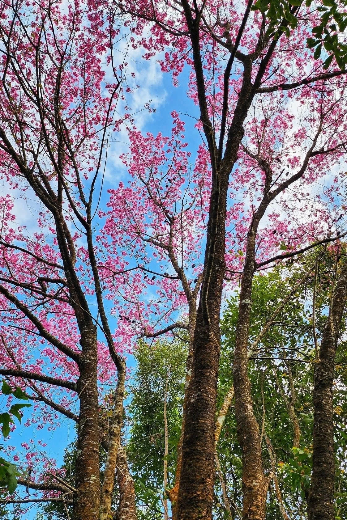 From mid-December to mid-January, the flowers bloom across the Northwest region of Vietnam, marking the peak blooming season in Mu Cang Chai District. The vibrant pink blossoms seem to grace every road leading to villages, creating a strikingly beautiful landscape.