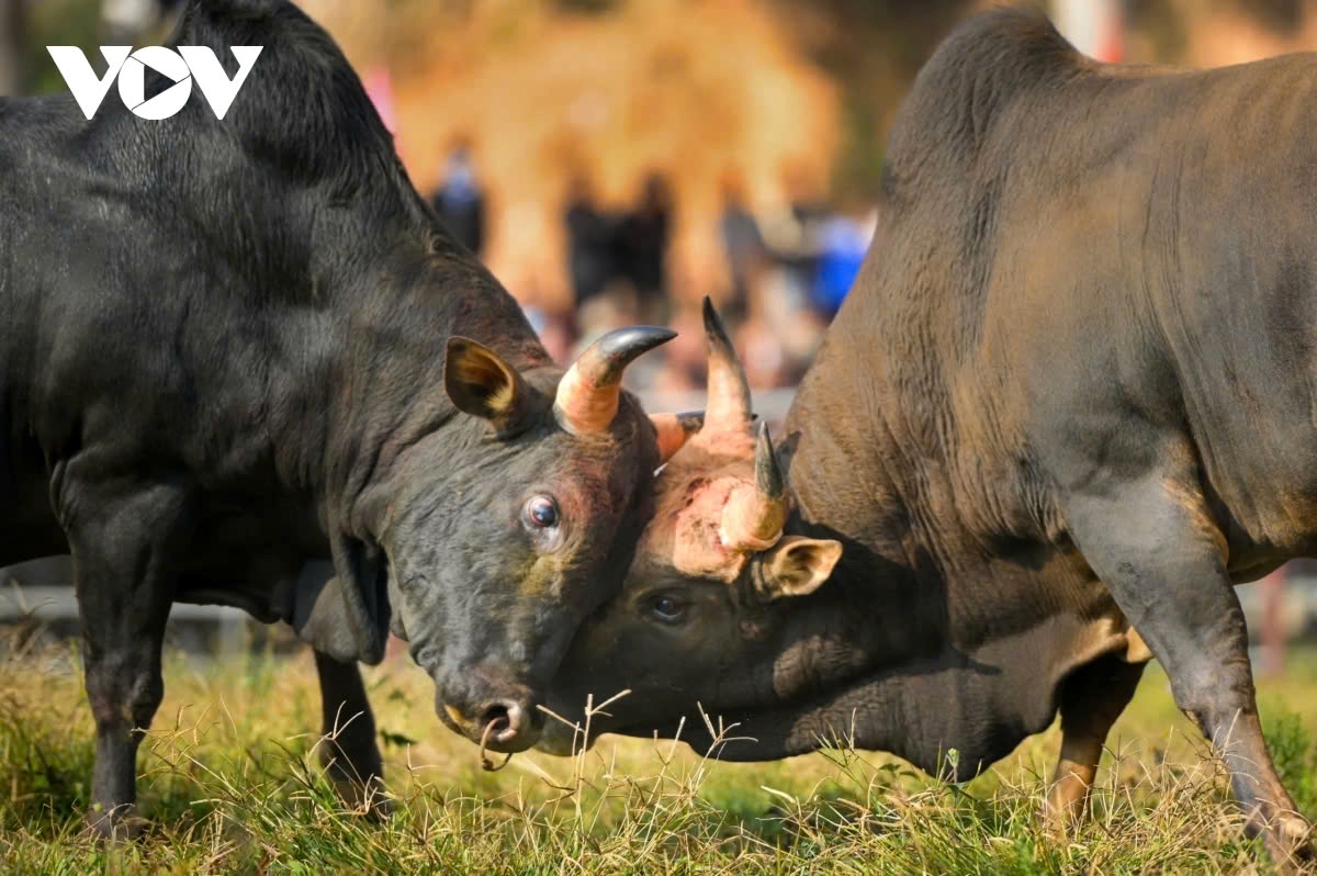 On the opening day, after a brief ceremony, the bulls enter thrilling matches, showcasing their strength and skills.