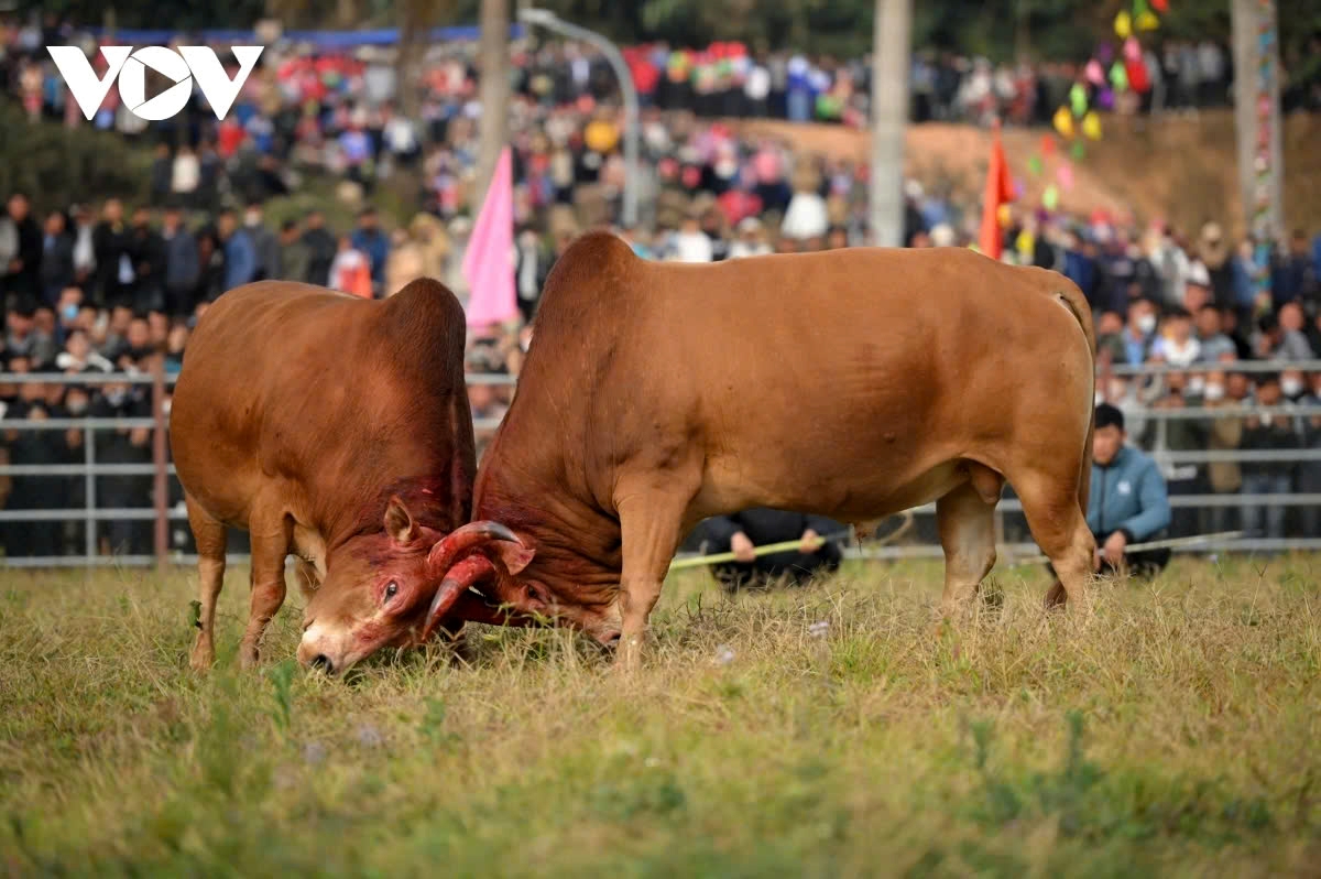 Bulls that are too young (under 3 years) may lack strength, while older bulls (over 7 years) may lose agility.