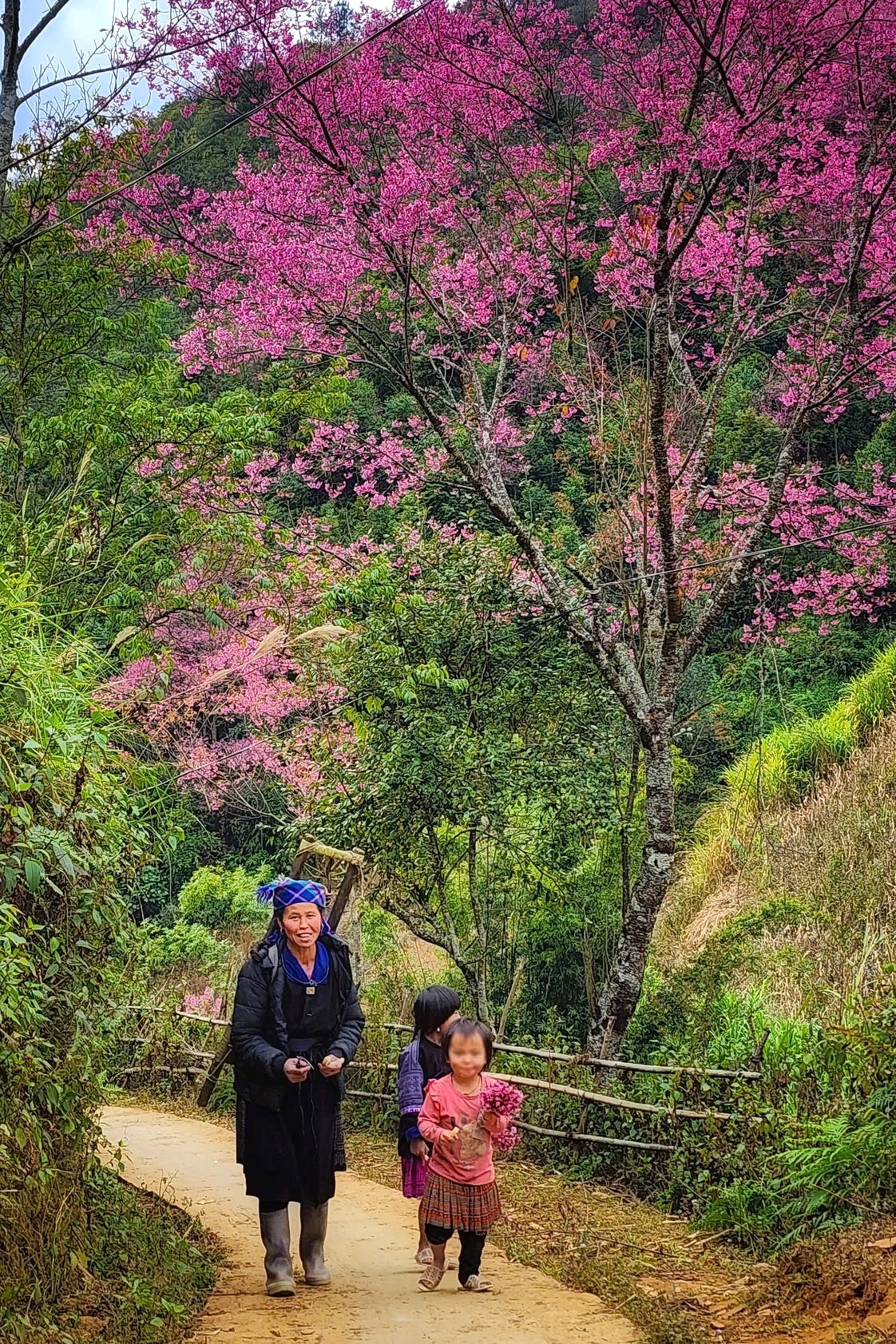 In the past, the flowers grew naturally, as its seeds germinated under favorable conditions. Locals often cut the trees for firewood or stripped the bark to make musical instruments and tools. However, in recent years, the breathtaking beauty of the blooms has attracted tourists, fostering the growth of services such as homestays, guided tours, motorbike rentals, and photography services, providing a new source of income for the community. Gradually, locals have begun preserving and planting more such trees to enhance tourism.