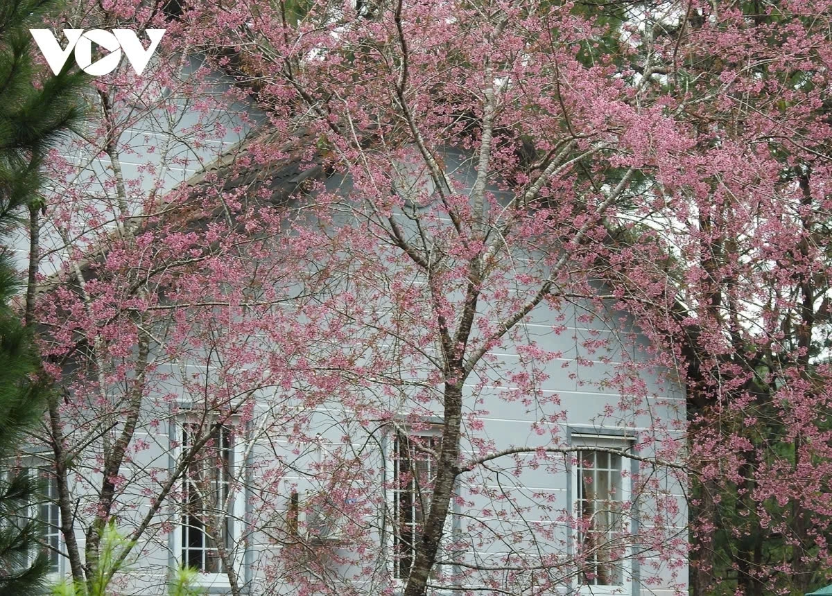 This variety is a harmonious blend of the rugged beauty of the Central Highlands and the delicate allure of cherry blossoms.
