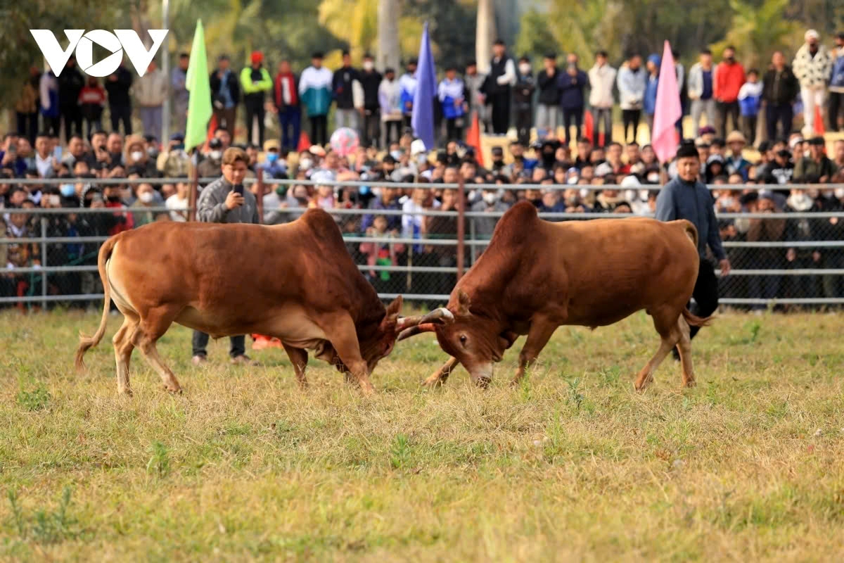 In bull fighting, bulls should be naturally aggressive and willing to engage in combat without fear.