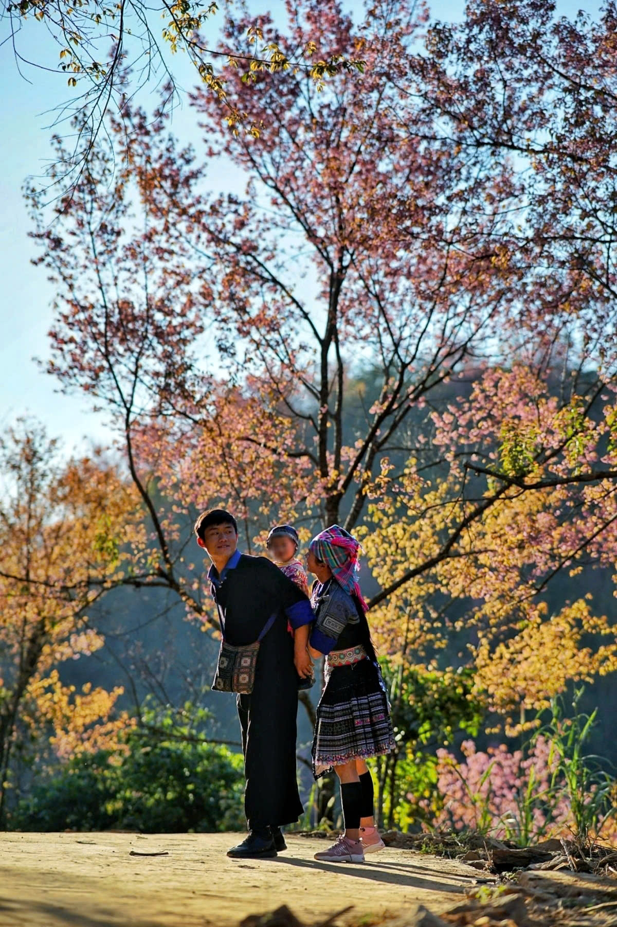 In the H'Mong culture, their Lunar New Year festival falls at the end of the 11th lunar month. On the 30th night of the 11th lunar month, the H'Mong celebrate their New Year’s Eve. This period coincides with the blooming season of hoa tớ dày, making the flowers a symbol of Tết and the start of the New Year for the H'Mong community.