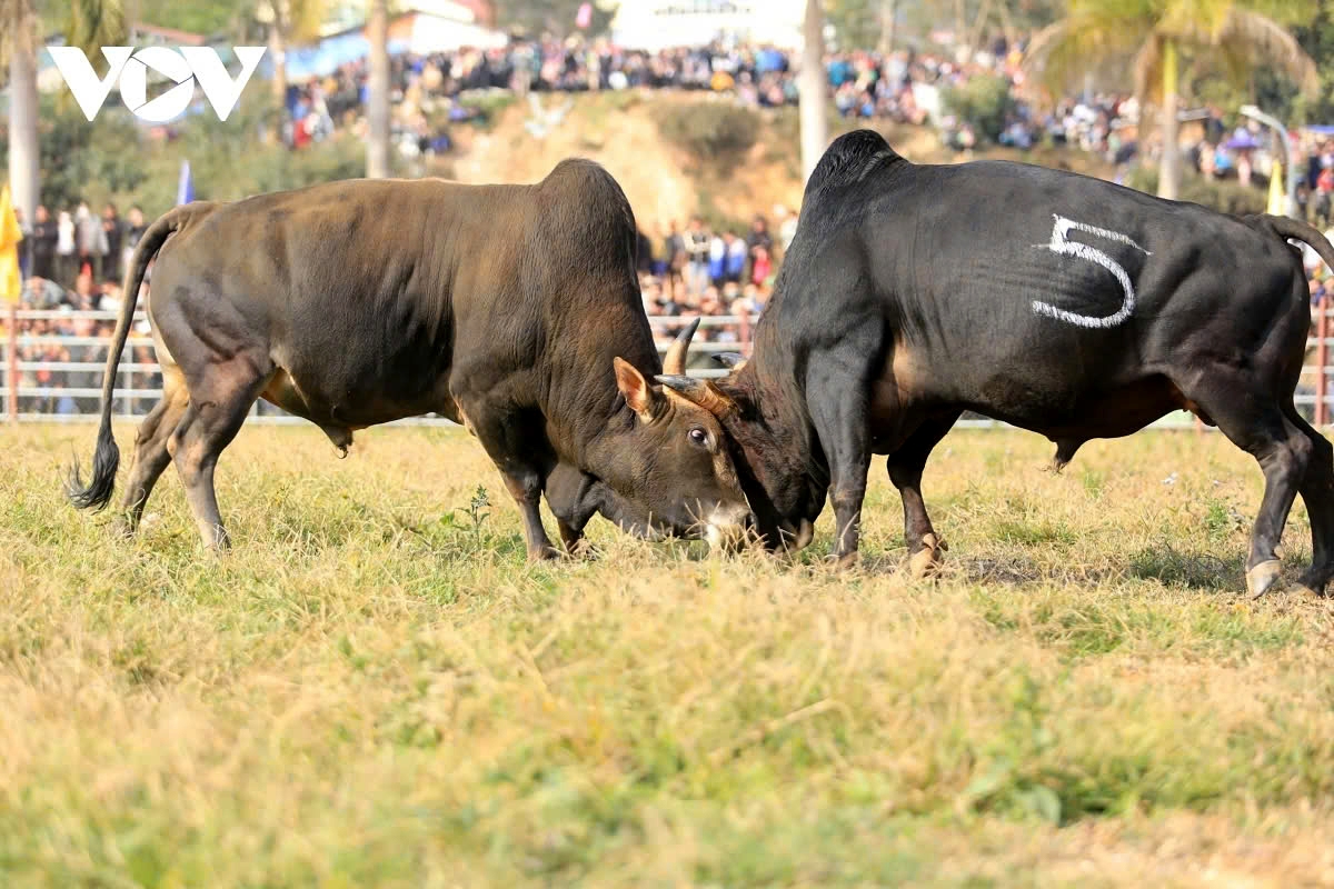 Owners should spend time caring for and training the bull to ensure obedience and optimal performance during the competition.