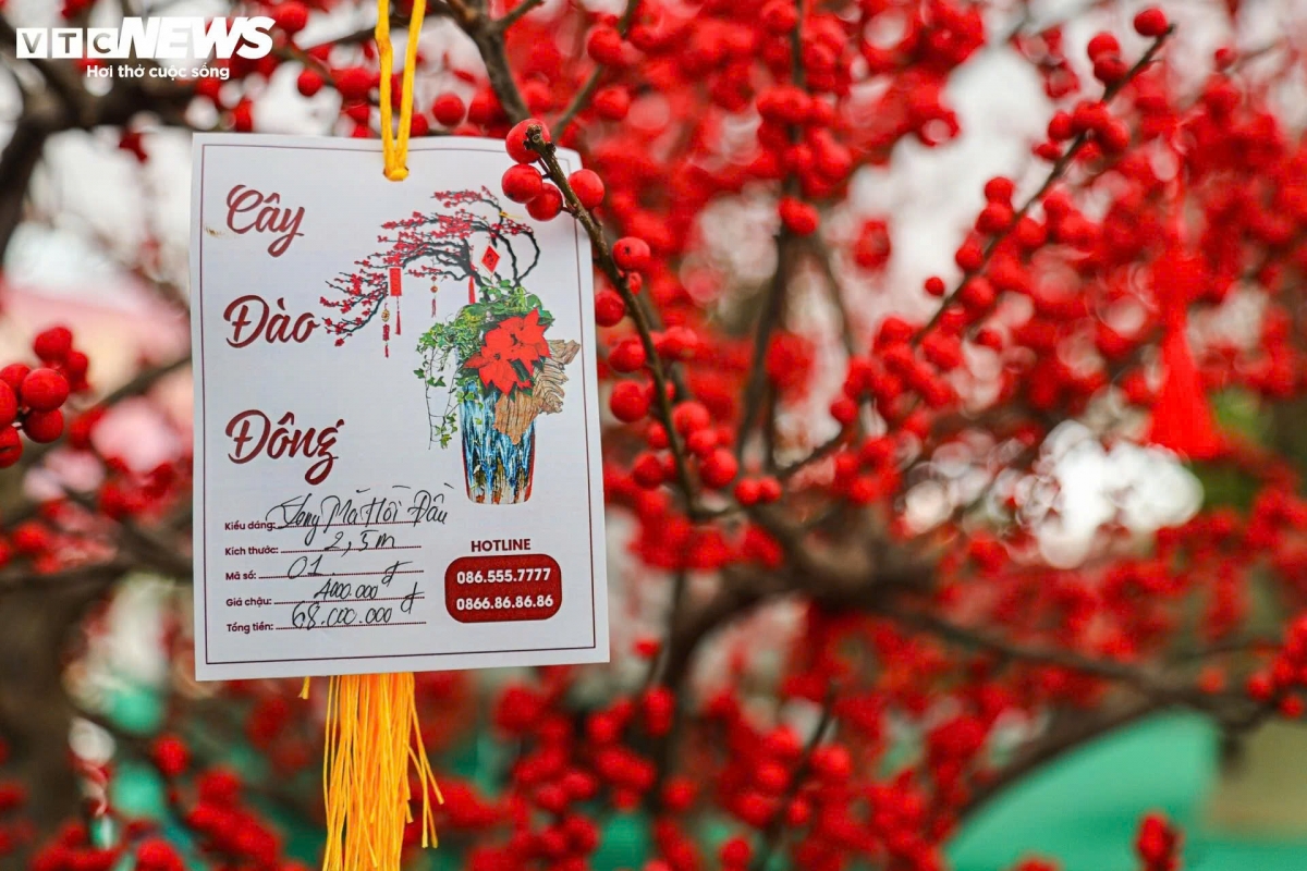 Nhiều chậu đào đông có giá vài chục triệu đồng đã được khách đặt mua trước.