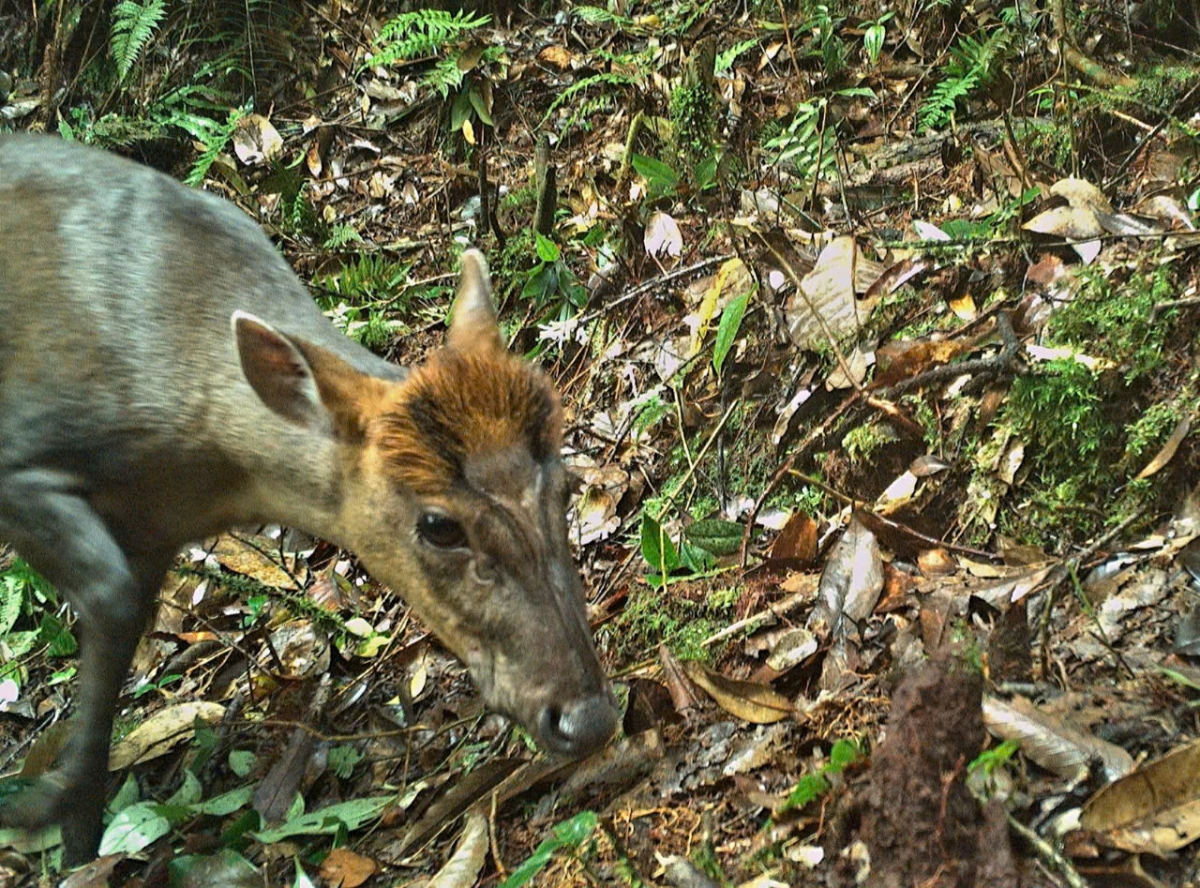 Mang Trường Sơn (Muntiacus truongsonensis) là động vật cực kỳ nguy cấp trong Sách Đỏ Việt Nam đã được phát hiện trong vùng rừng nguyên sinh biên giới Việt - Lào. Ảnh: BQLRPHTD