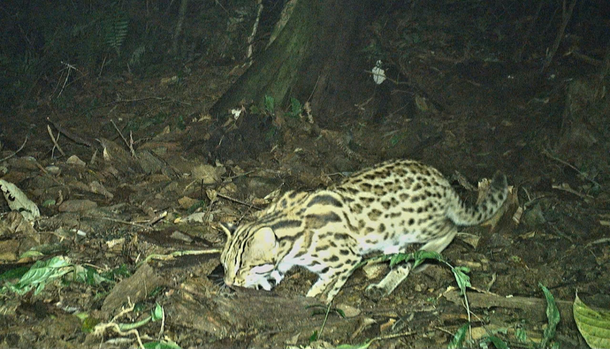 Mèo gấm (Pardofelis marmorata), là loài sắp nguy cấp trên toàn cầu, có nguy cơ bị đe dọa ở Việt Nam vì môi trường sống bị thu hẹp và săn bắt. Ảnh: BQLRPHTD