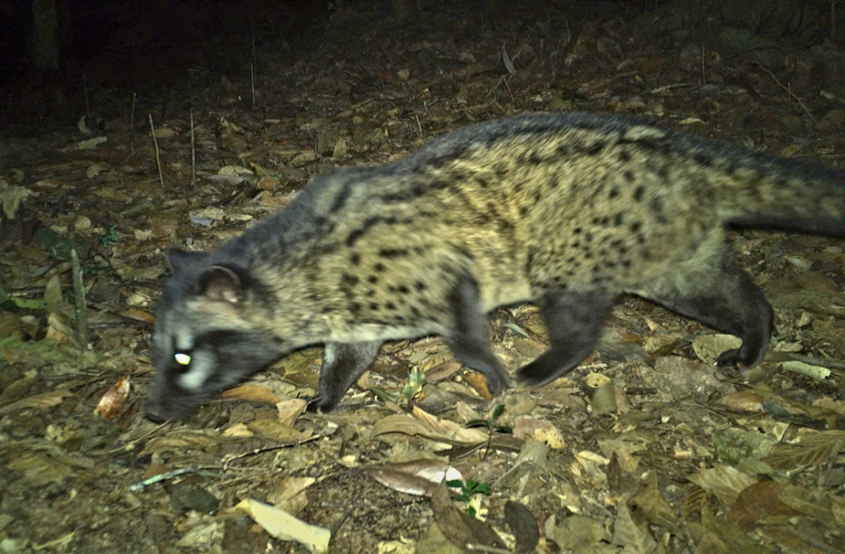Cầy giông (Viverra zibetha), là loài thú ăn đêm, có giá trị cao trong hệ sinh thái. Được IUCN xếp vào nhóm sắp bị đe doạ do bị săn bắt nhiều, thuộc nhóm động vật hoang dã cần bảo vệ. Ảnh: BQLRPHTD.