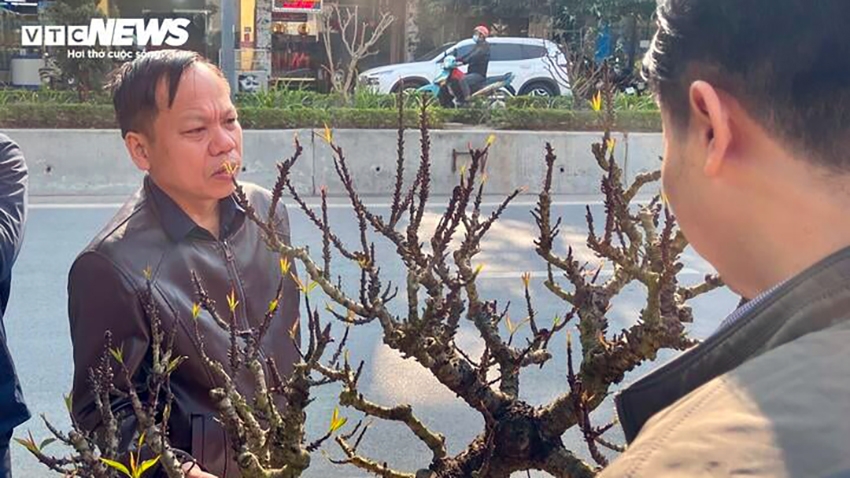Đào Tết Ất Tỵ 2025 đa dạng về mẫu mã, chủng loại và được khẳng định là không thiếu hàng