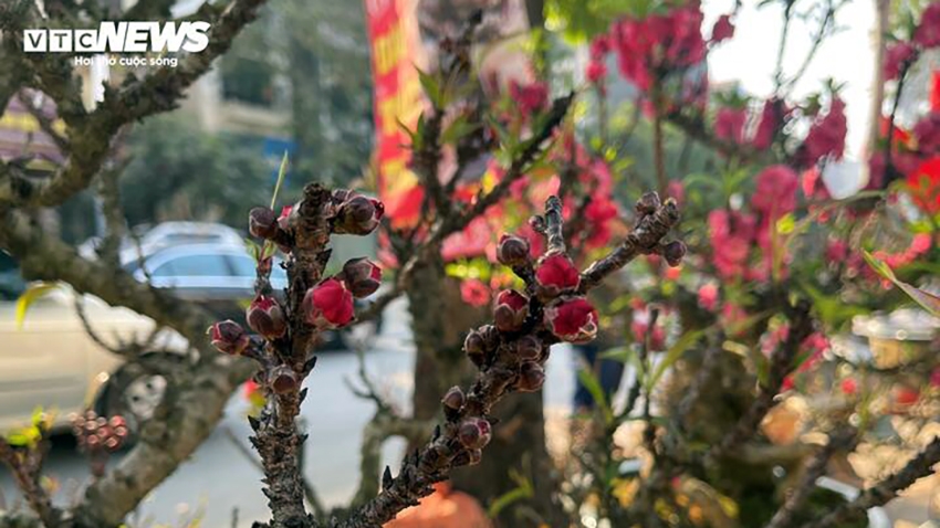 Những cây đào thất thốn đang chúm chím nụ, chuẩn bị bung nở vào đúng dịp Tết Nguyên đán 2025