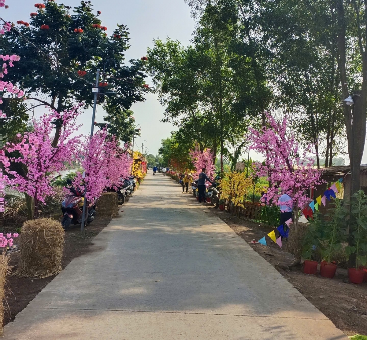 Đường Hoa Xuân lung linh sắc màu