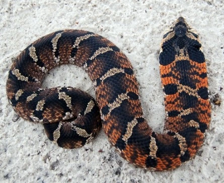 Rắn mũi hếch. Ảnh: Wikipedia