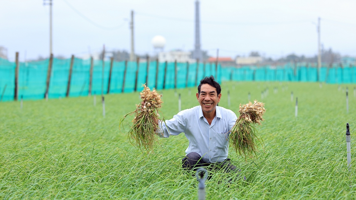Tỏi Lý Sơn mang đến lợi ích kinh tế thiết thực, góp phần cải thiện đời sống cho bà con nông dân