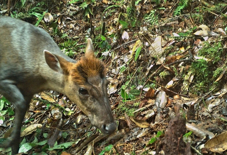 The Truong Son Muntjac (Muntiacus truongsonensis), a critically endangered animal listed in the Vietnam Red Book, has been discovered in the primary forest.