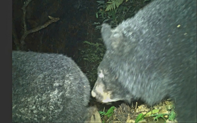 The Asiatic black bear, scientifically known as Ursus thibetanus or Ursus tibetanus, belongs to the group 1B of endangered species which needs priority protection under Vietnamese regulations. This rare animal is at risk of extinction due to habitat loss, poaching, and other environmental pressures.